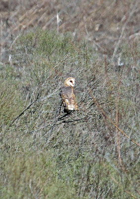 Barn Owl