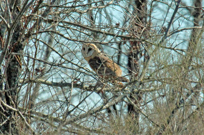 Barn Owl