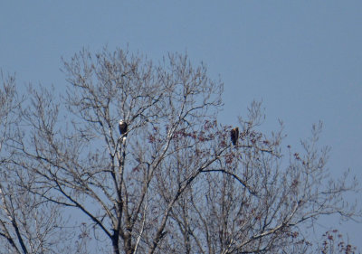 Adult Bald Eagle and adult Golden Eagle