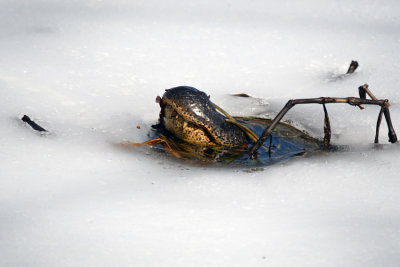 American Alligator - icing response