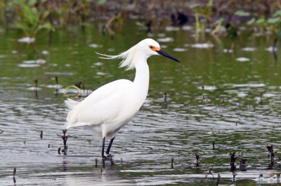 Snowy Egret