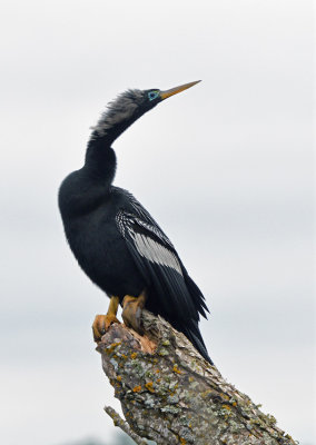 Anhinga