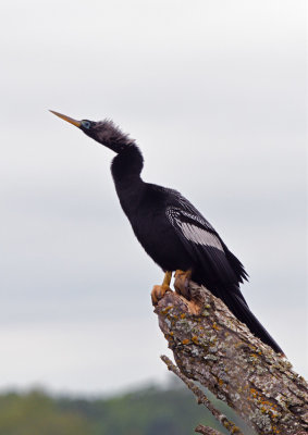 Anhinga