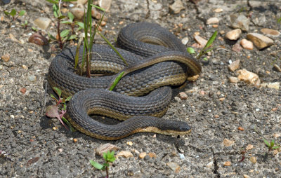 Graham's Crayfish Snake