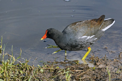 Common Gallinule