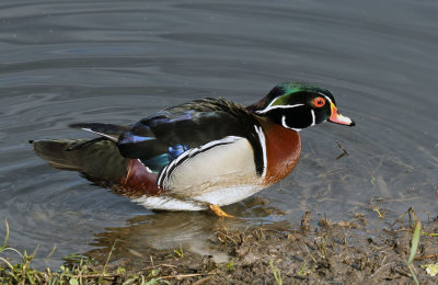 Wood Duck