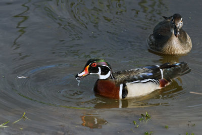 Wood Ducks