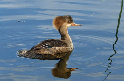 Hooded Merganser