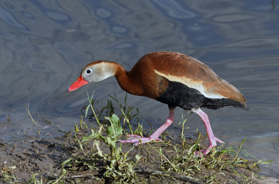 Black-bellied Whistling Duck