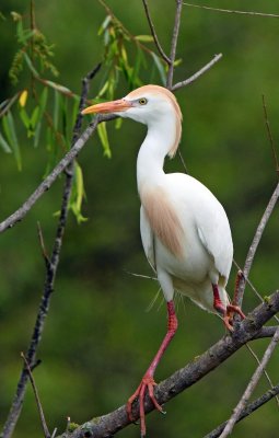 Cattle Egret