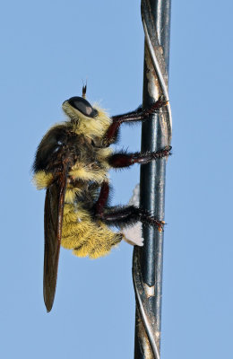 Southern Bee Killer Robberfly (Mallophora fautrix)