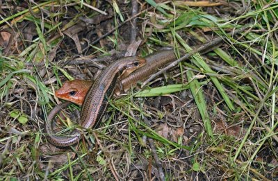 Broad-headed Skink pair