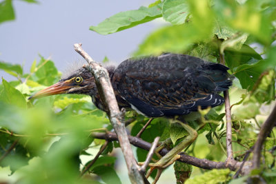 Green Heron young