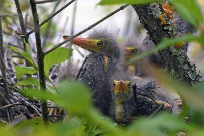 Green Heron Nestlings