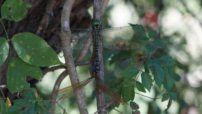 Regal Darner