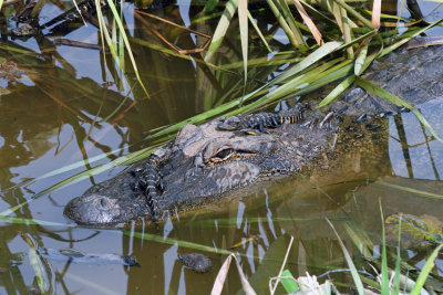 American Alligator with young