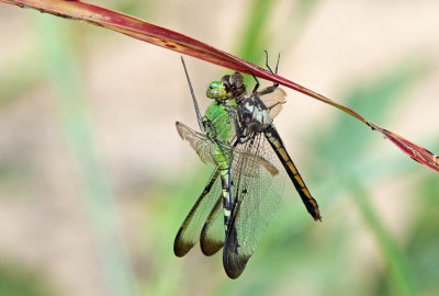 Pondhawks