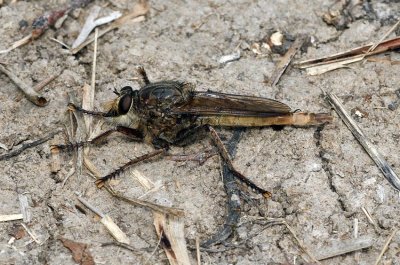 Proctacanthus milbertii