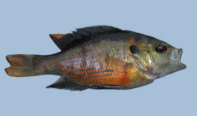 Redspotted Sunfish