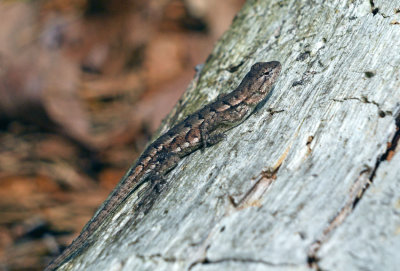 Eastern Fence Lizard