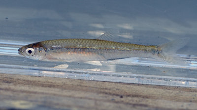 Emerald Shiner