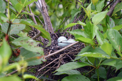Green Heron's Nest