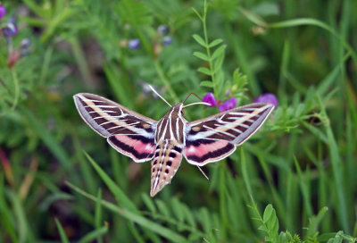 White-lined Sphinx Moth