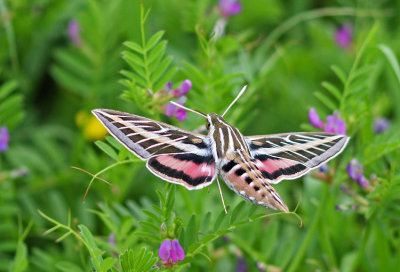 White-lined Sphinx Moth