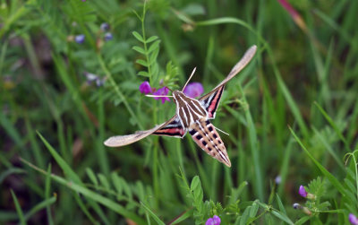 White-lined Sphinx Moth