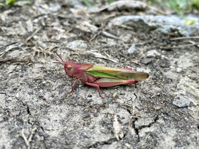 Northern Green Striped Grasshopper