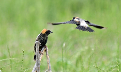 Bobolinks