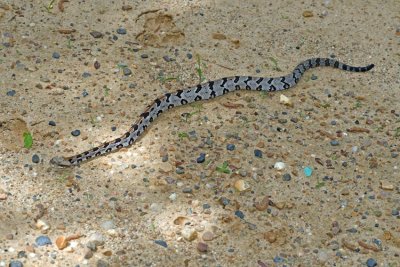 Timber Rattlesnake