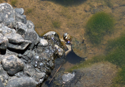 Ouachita Map Turtle