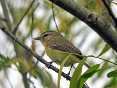 Philadelphia Vireo