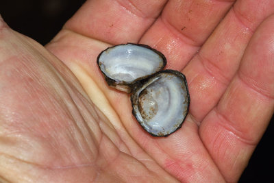 Asian Clam