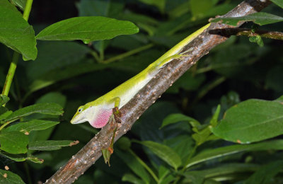 Green Anole