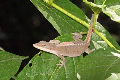 Green Anole
