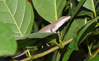 Green Anole