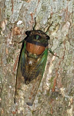Swamp Cicada (teneral)