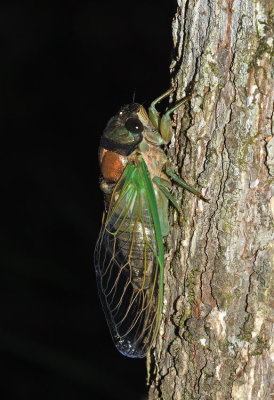 Swamp Cicada (teneral)