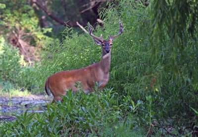 Mid Summer Buck