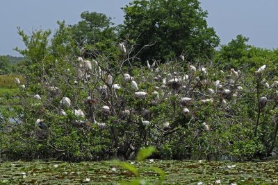 Heronry