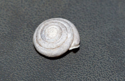 Lowland Pillsnail (Euchemotrema leaii aliciae)
