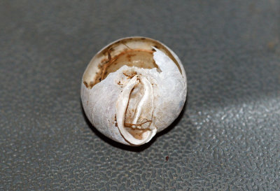 Lowland Pillsnail (Euchemotrema leaii aliciae)