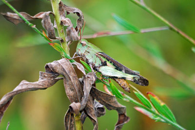 Northern Green Striped Grasshopper