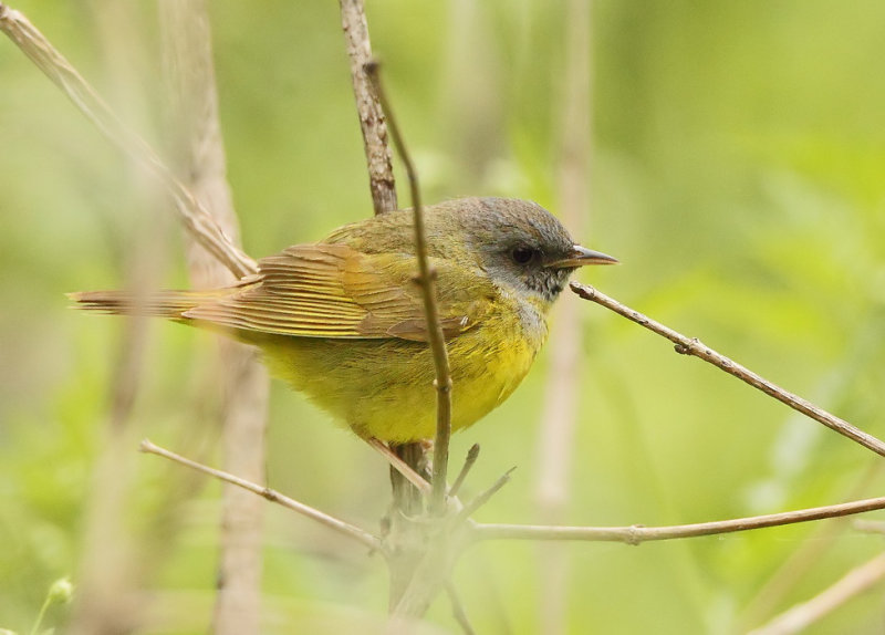 Mourning Warbler  --  Paruline Triste