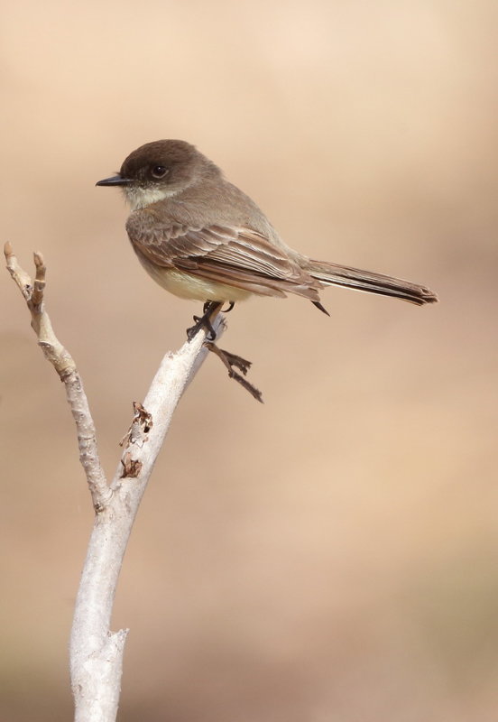 Eastern Phoebe  --  Moucherolle Phebi