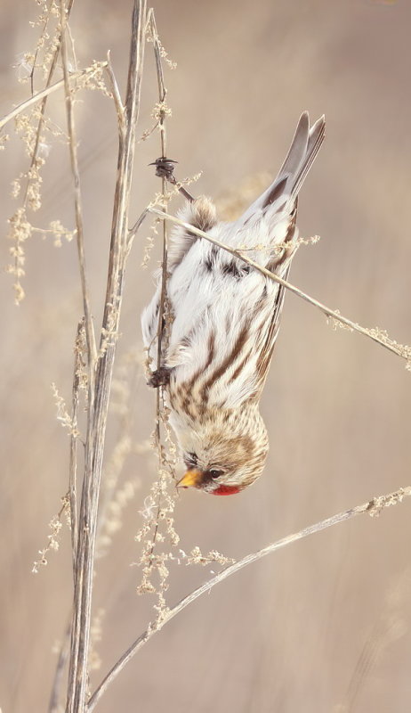 Common RedPoll  --  Sizerin Flamme