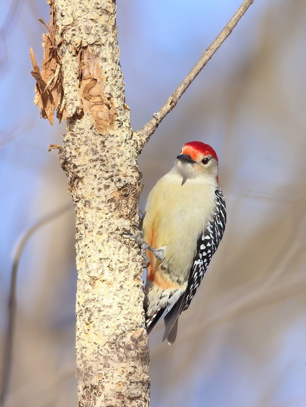 Red - Bellied WoodPecker  --  Pic A Ventre Roux