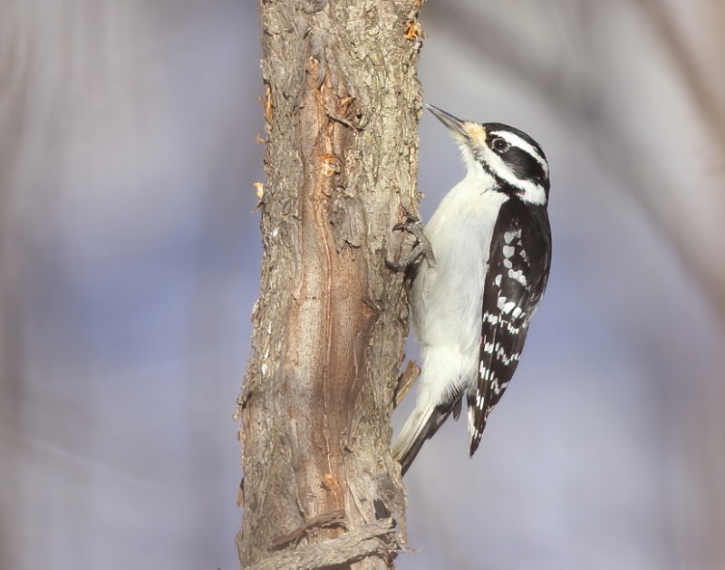 Downy WoodPecker  --  Pic Mineur